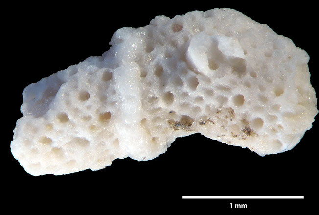 Senckenberg, Bryozoa, Bryozoen, Moostierchen, Sammlung Voigt