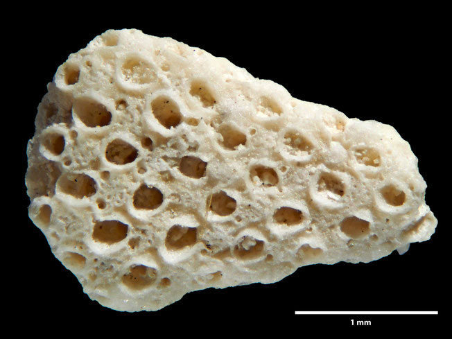 Senckenberg, Bryozoa, Bryozoen, Moostierchen, Sammlung Voigt