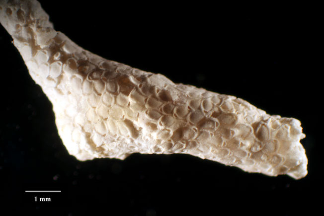 Senckenberg, Bryozoa, Bryozoen, Moostierchen, Sammlung Voigt