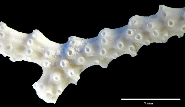 Senckenberg, Bryozoa, Bryozoen, Moostierchen, Sammlung Voigt