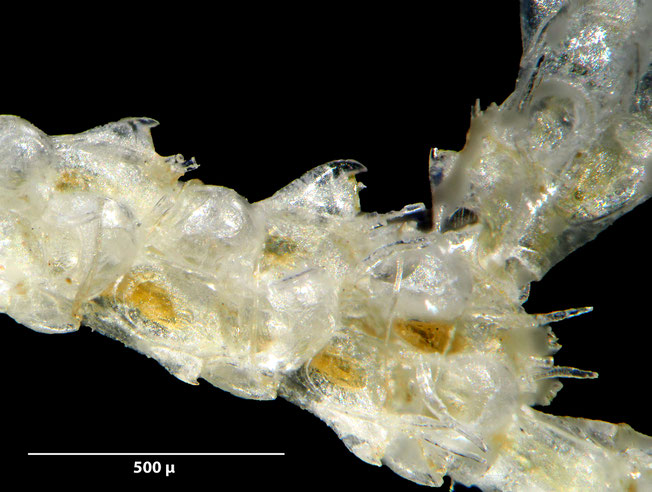 Senckenberg, Bryozoa, Bryozoen, Moostierchen, Sammlung Voigt