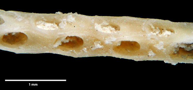 Senckenberg, Bryozoa, Bryozoen, Moostierchen, Sammlung Voigt