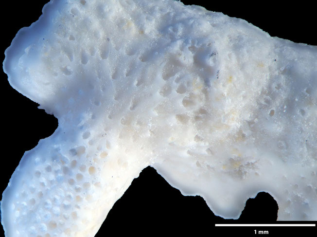 Senckenberg, Bryozoa, Bryozoen, Moostierchen, Sammlung Voigt