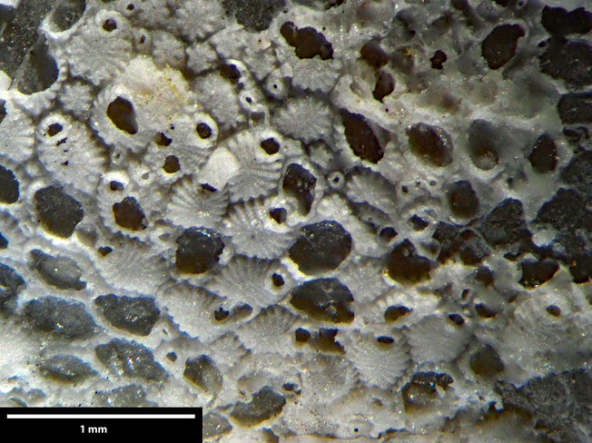 Senckenberg, Bryozoa, Bryozoen, Moostierchen, Sammlung Voigt