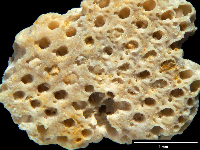 Senckenberg, Bryozoa, Bryozoen, Moostierchen, Sammlung Voigt