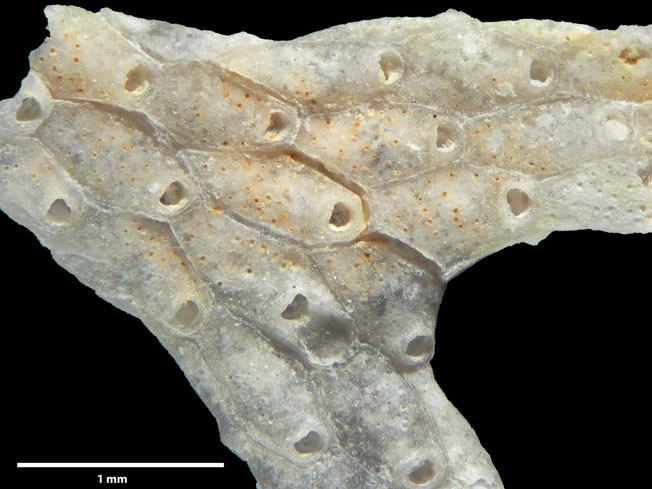 Senckenberg, Bryozoa, Bryozoen, Moostierchen, Sammlung Voigt