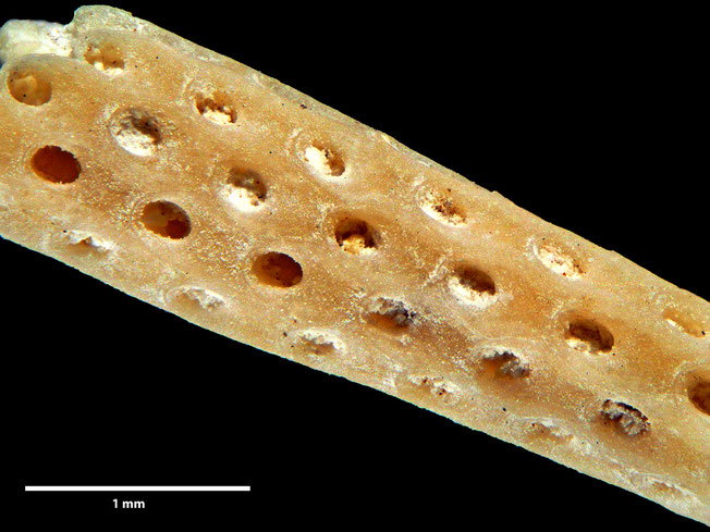 Senckenberg, Bryozoa, Bryozoen, Moostierchen, Sammlung Voigt