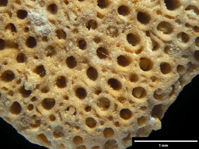 Senckenberg, Bryozoa, Bryozoen, Moostierchen, Sammlung Voigt