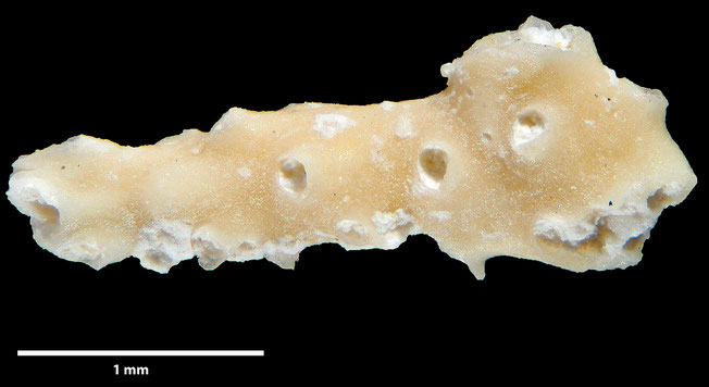 Senckenberg, Bryozoa, Bryozoen, Moostierchen, Sammlung Voigt