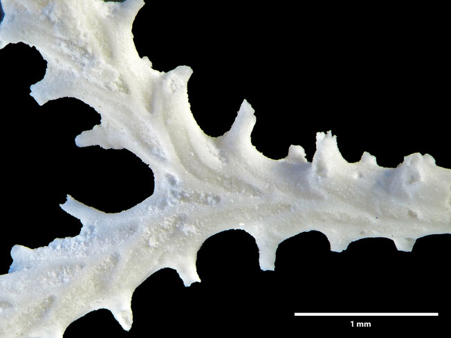 Senckenberg, Bryozoa, Bryozoen, Moostierchen, Sammlung Voigt