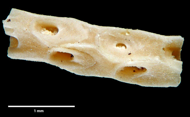Senckenberg, Bryozoa, Bryozoen, Moostierchen, Sammlung Voigt