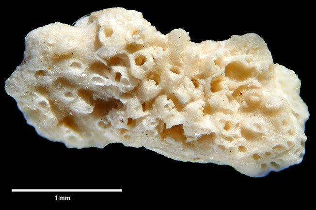 Senckenberg, Bryozoa, Bryozoen, Moostierchen, Sammlung Voigt