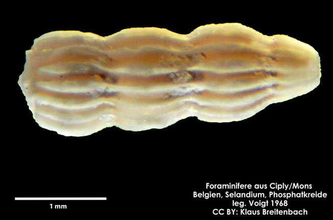 Foraminifere, Foraminifera, Bryozoa, Senckenberg, fossil, Ciply Mons, Selandium
