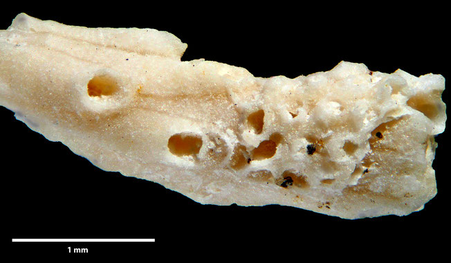 Senckenberg, Bryozoa, Bryozoen, Moostierchen, Sammlung Voigt
