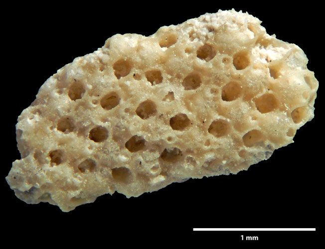 Senckenberg, Bryozoa, Bryozoen, Moostierchen, Sammlung Voigt