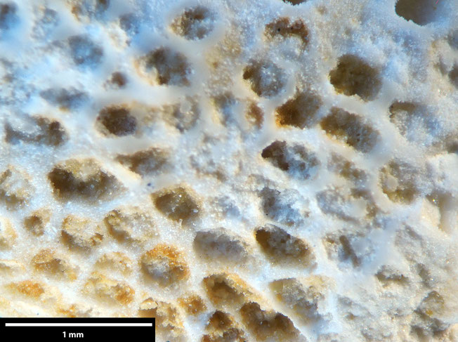 Senckenberg, Bryozoa, Bryozoen, Moostierchen, Sammlung Voigt