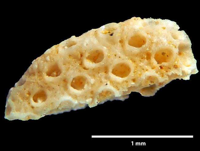 Senckenberg, Bryozoa, Bryozoen, Moostierchen, Sammlung Voigt