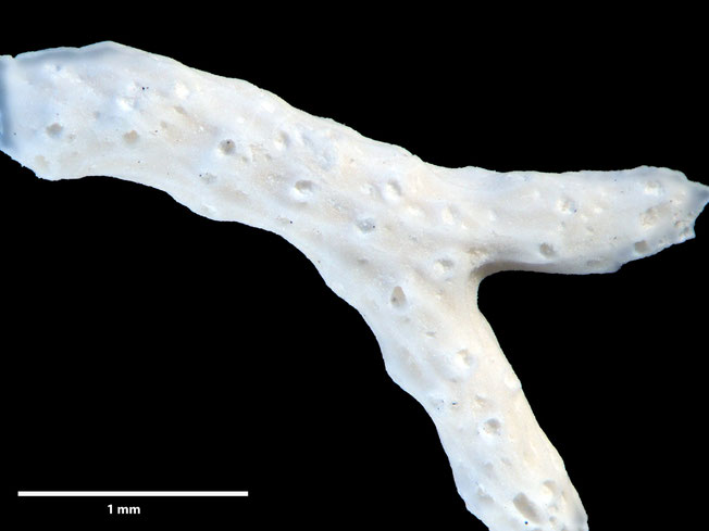 Senckenberg, Bryozoa, Bryozoen, Moostierchen, Sammlung Voigt