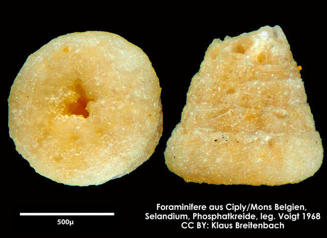 Foraminifere, Foraminifera, Bryozoa, Senckenberg, fossil, Ciply Mons, Selandium