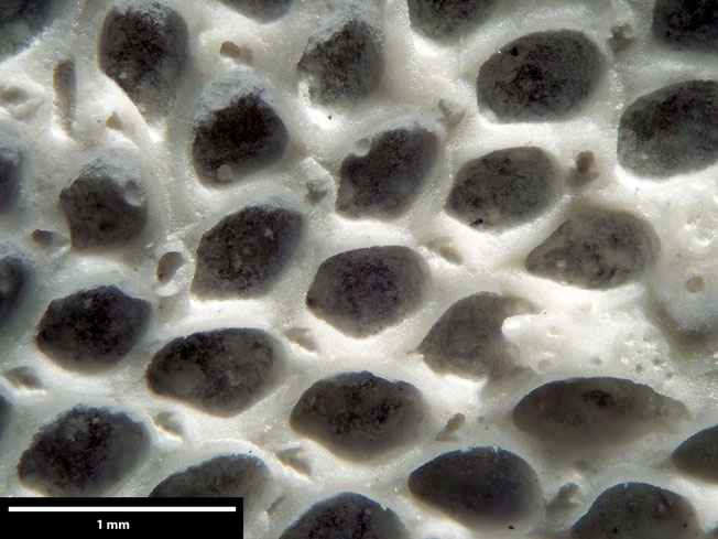 Senckenberg, Bryozoa, Bryozoen, Moostierchen, Sammlung Voigt