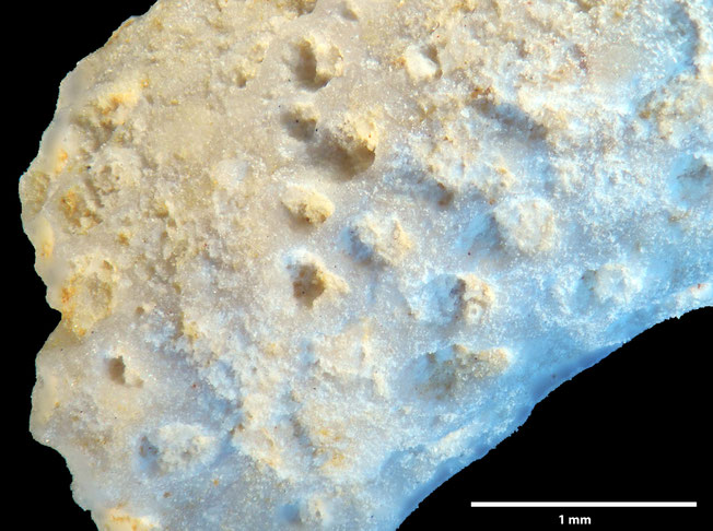 Senckenberg, Bryozoa, Bryozoen, Moostierchen, Sammlung Voigt