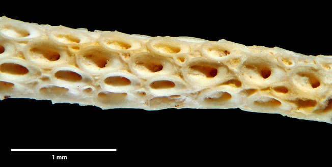 Senckenberg, Bryozoa, Bryozoen, Moostierchen, Sammlung Voigt