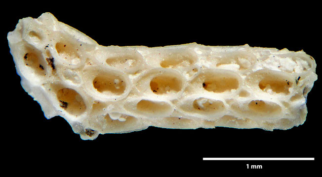 Senckenberg, Bryozoa, Bryozoen, Moostierchen, Sammlung Voigt