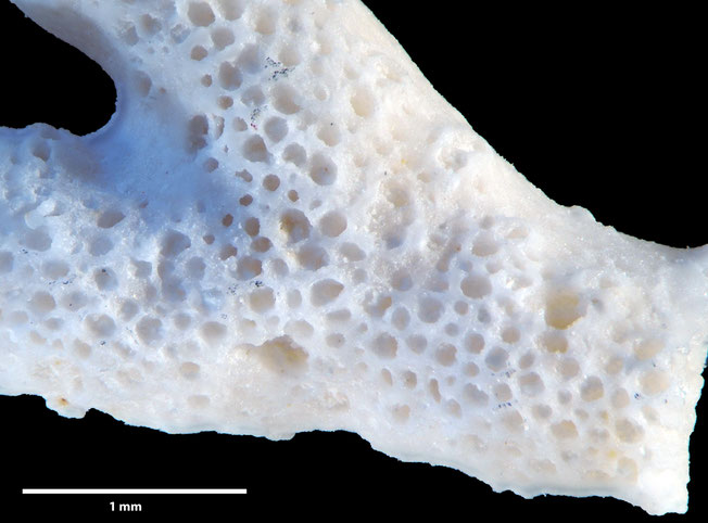 Senckenberg, Bryozoa, Bryozoen, Moostierchen, Sammlung Voigt