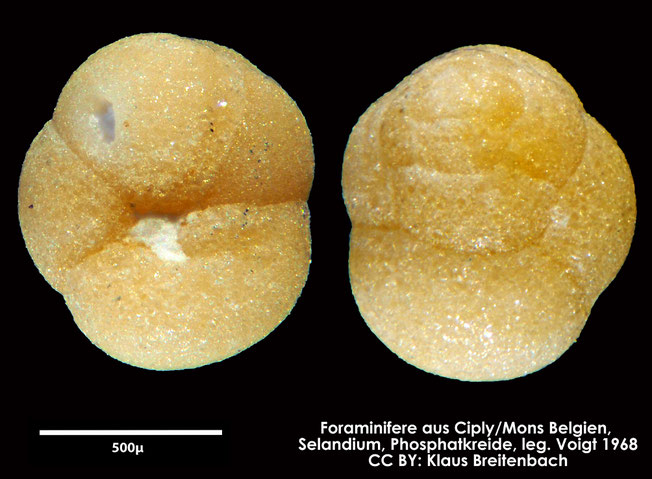 Foraminifere, Foraminifera, Bryozoa, Senckenberg, fossil, Ciply Mons, Selandium
