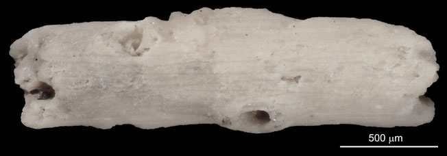 Senckenberg, Bryozoa, Bryozoen, Moostierchen, Sammlung Voigt