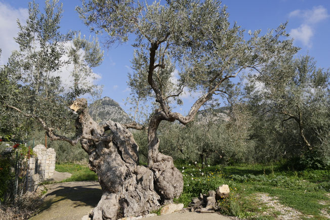 Olivenöl Plantagen Mallorca