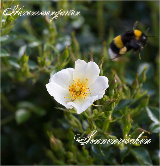 Rosen Rosenblog Hexenrosengarten Kordes Sonnenröschen Staubgefäße Zwergrose Bodendeckerrose Mauerkrone Rosiger Adventskalender