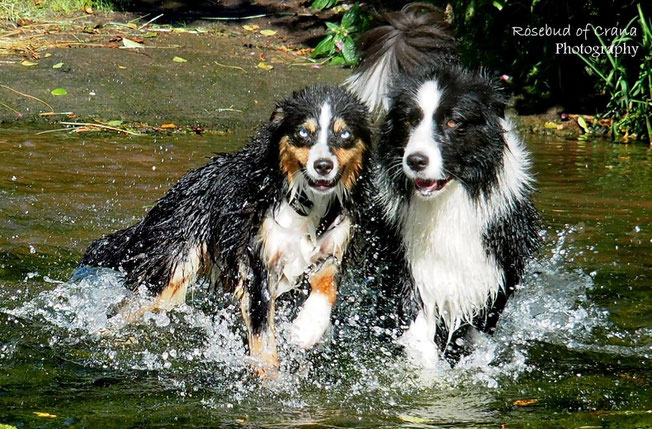 Aussie Mädel Emmy mit Australian Shepherd Hündin Fritzi beim Baden