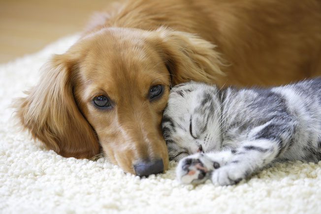 Gesunder Hund und Katze