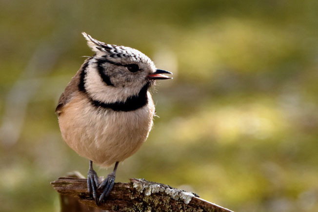 Auch von vorn ein attraktiver Meisenvogel. 