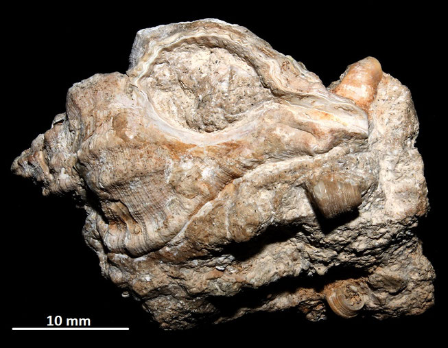 Hexaplex truncatula con frammenti di Jujubinus striatus, Sant'Agostino (Civitavecchia)