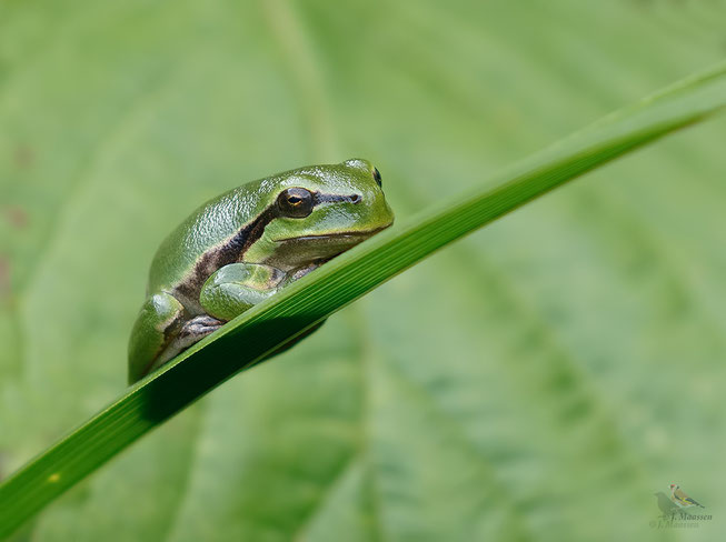 Boomkikker - European treefrog.