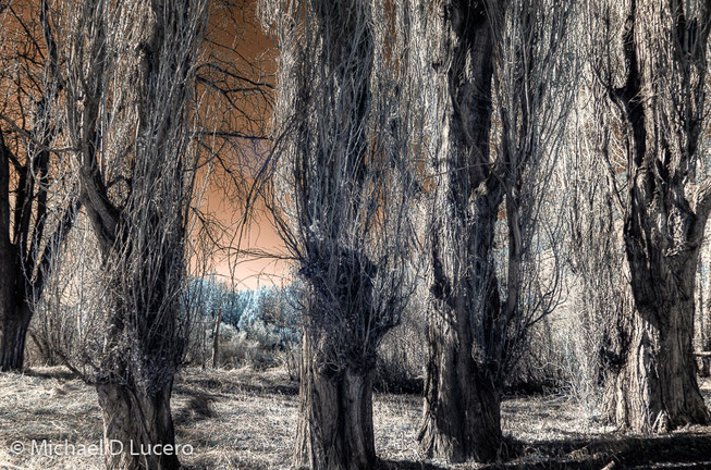 Infrared photograph in Dinousaur NM of bare trees