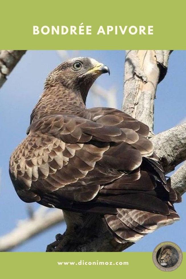 bondree apivore fiche animaux oiseaux rapace taille poids envergure alimentation prédateur