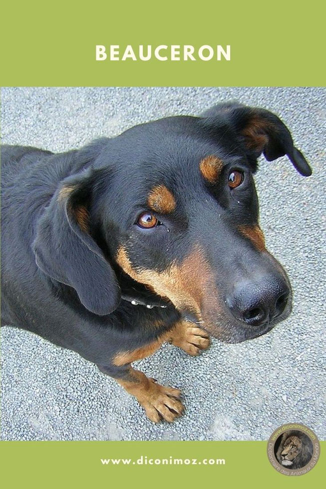 beauceron berger de beauce fiche identité chien comportement race santé caractère origine