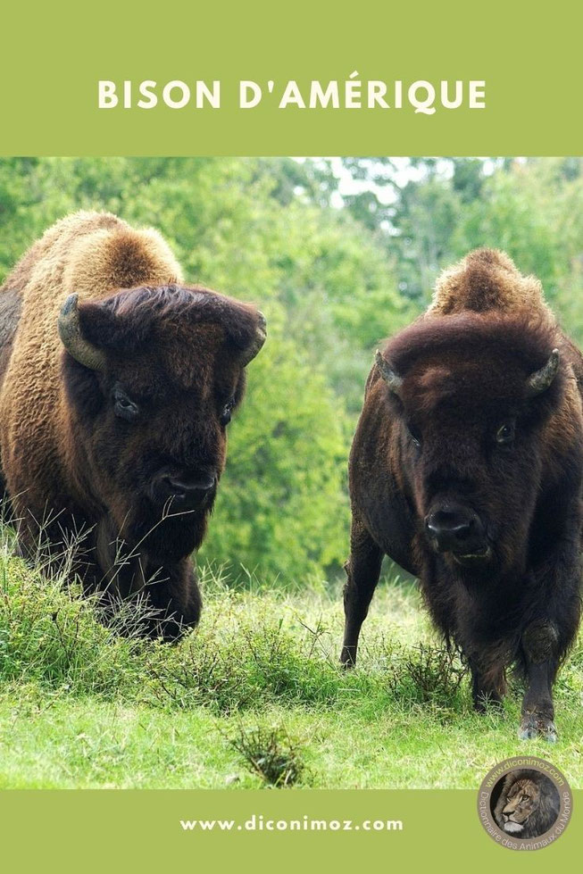 bison d'amerique du nord fiche animaux bovidés taille poids longevite repartition alimentation