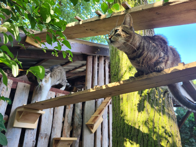 die katzenmaedchen freuen sich ueber eine outdoor kletterwand