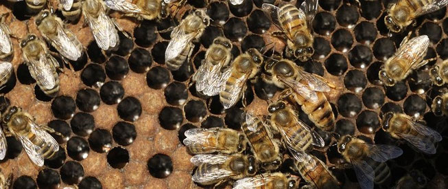 Reine et abeilles Les Ruchers de Bastien Cevennes