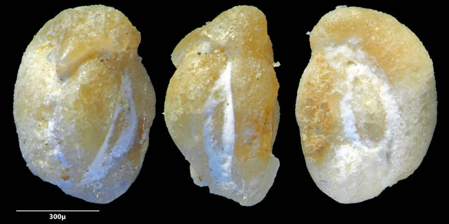 Foraminifere, Foraminifera, Bryozoa, Senckenberg, fossil, Monteccio Maggiore, Priabonium, Eozän