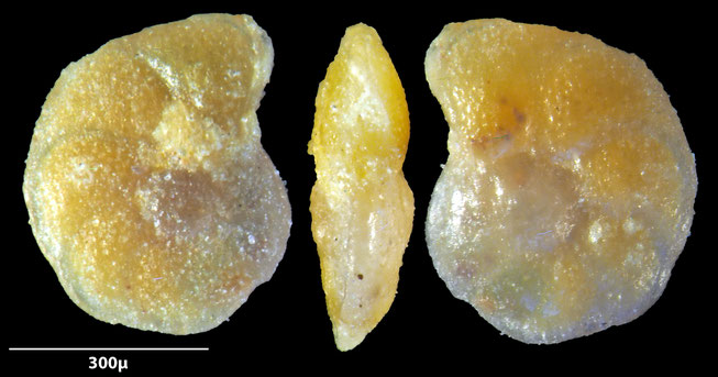 Foraminifere, Foraminifera, Bryozoa, Senckenberg, fossil, Monteccio Maggiore, Priabonium, Eozän