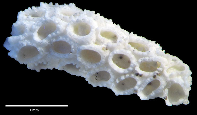 Senckenberg, Bryozoa, Bryozoen, Moostierchen, Sammlung Voigt