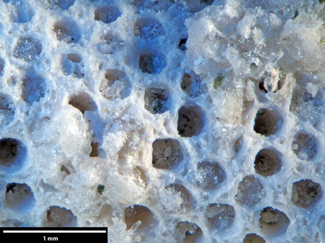 Senckenberg, Bryozoa, Bryozoen, Moostierchen, Sammlung Voigt