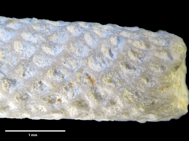Senckenberg, Bryozoa, Bryozoen, Moostierchen, Sammlung Voigt