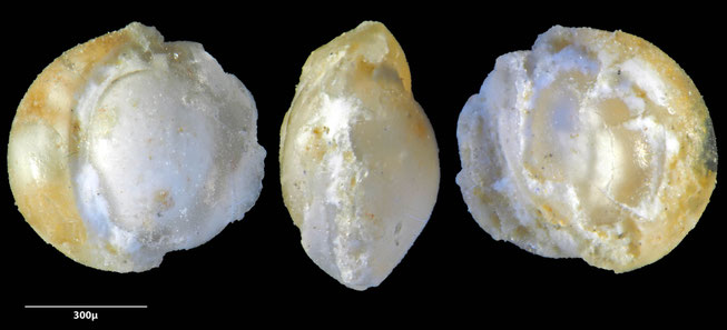 Foraminifere, Foraminifera, Bryozoa, Senckenberg, fossil, Monteccio Maggiore, Priabonium, Eozän