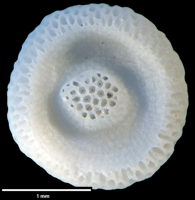 Senckenberg, Bryozoa, Bryozoen, Moostierchen, Sammlung Voigt